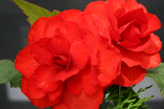 B. ‘Juliet’
